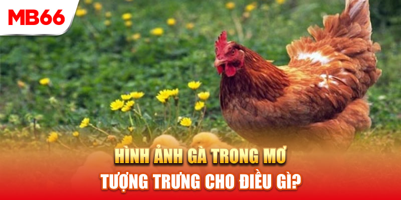 Hình ảnh nằm mơ thấy gà cho thấy điều gì?
