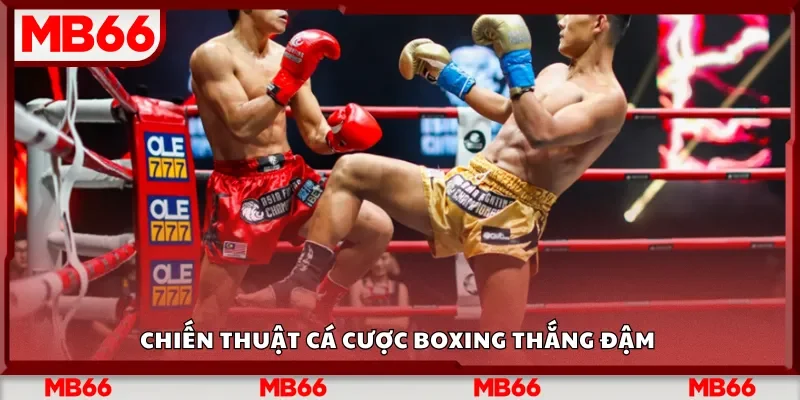 Chiến thuật cá cược boxing thắng đậm 